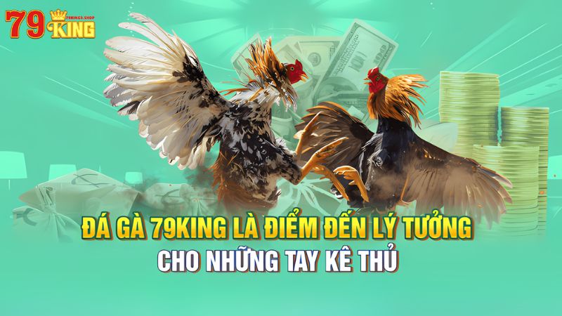 Đá gà 79King9 là điểm đến lý tưởng cho các kê thủ