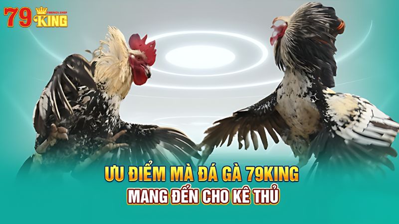 Ưu điểm chỉ có tại đá gà 79King9